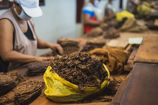 Exploring the World of Cigar Wrapper Tobacco