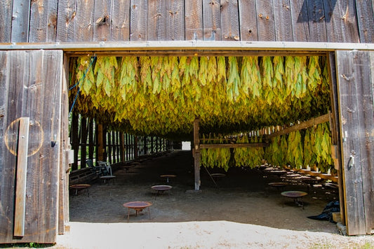 The Evolution of Tobacco Cultivation in Central America Post-U.S. Cuban Embargo